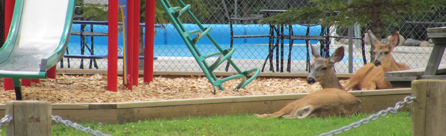 Deer at Birch Bay Resort on Francois Lake, BC