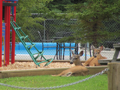 Wildlife at Birch Bay Resort on Francois Lake, BC